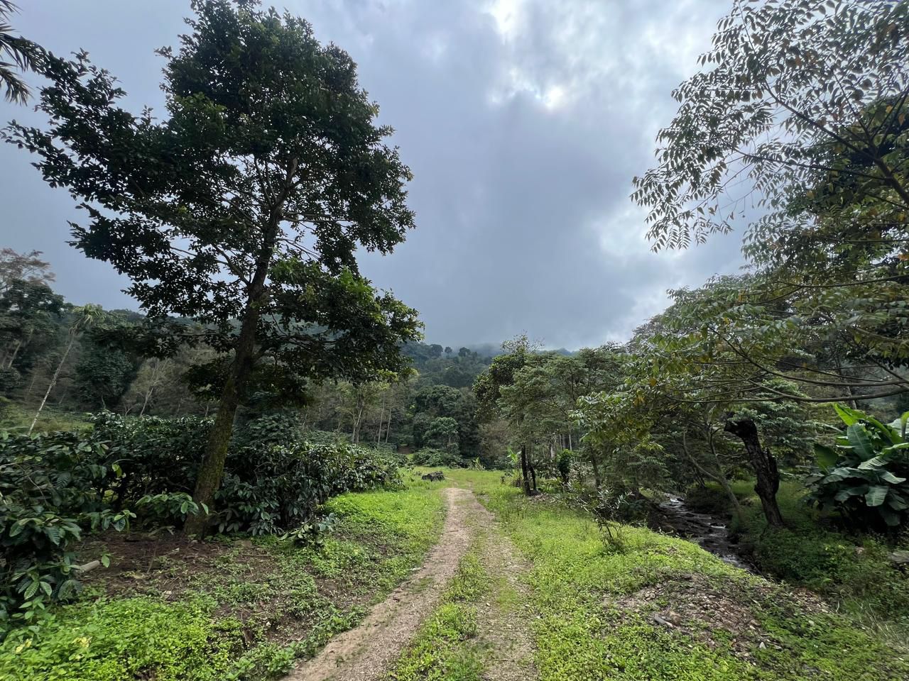   5.5 acre coffee estate with house for sale in Belur